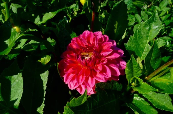 Bahçede Yeşil Yapraklı Güzel Mor Bir Yıldız Çiçeği Açar — Stok fotoğraf