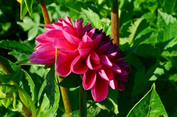 Bahçede Yeşil Yapraklı Güzel Mor Bir Yıldız Çiçeği Açar — Stok fotoğraf