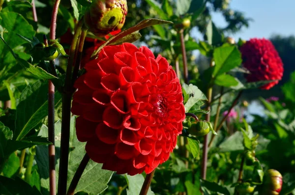 Une Belle Fleur Dahlia Rouge Fleurit Dans Jardin — Photo