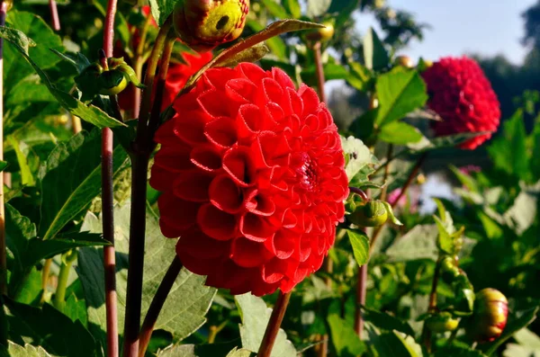 Une Belle Fleur Dahlia Rouge Fleurit Dans Jardin — Photo