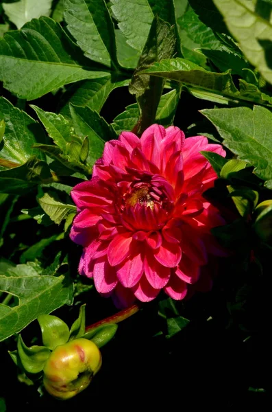 Una Hermosa Flor Dalia Púrpura Florece Jardín Con Hojas Verdes —  Fotos de Stock