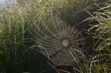 Yaz sabahının erken saatlerinde çayırda çiğ tanesi örümcekağıyla kaplıydı. Sabahın erken saatlerinde çimlerde çiy damlaları ve örümcek ağı vardı.