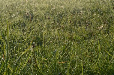 Yaz sabahının erken saatlerinde çayırda çiğ tanesi örümcekağıyla kaplıydı. Sabahın erken saatlerinde çimlerde çiy damlaları ve örümcek ağı vardı.