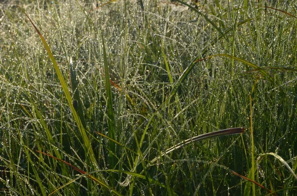 露珠在草地上覆盖着蜘蛛网 露珠滴在草地上 蜘蛛网在晨曦中 — 图库照片