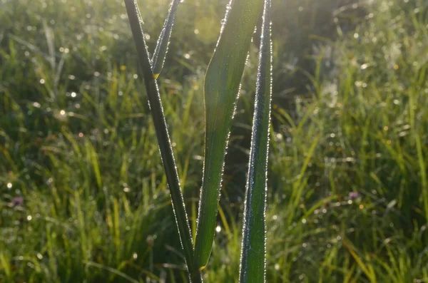 Rugiada Ragnatela Coperta Nel Prato All Inizio Dell Estate Morning — Foto Stock