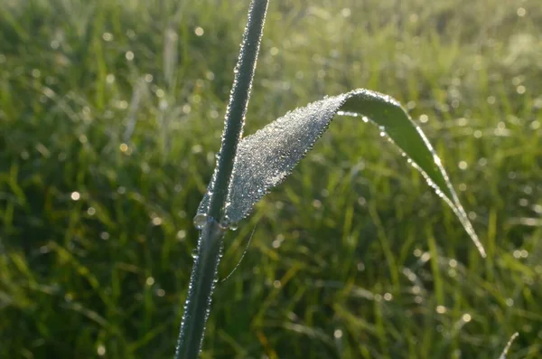 Dew Καλύπτονται Spiderweb Στο Λιβάδι Νωρίς Πρωί Του Καλοκαιριού Dew — Φωτογραφία Αρχείου