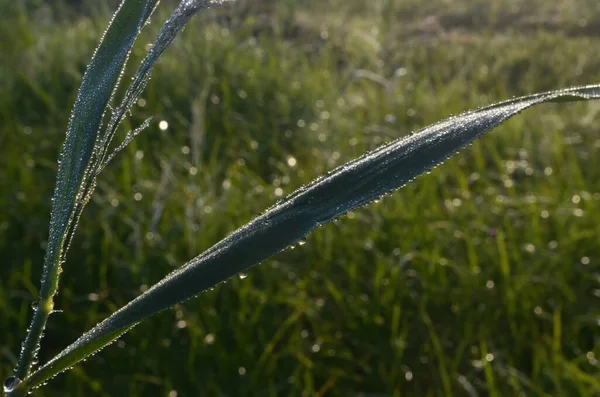 Rugiada Ragnatela Coperta Nel Prato All Inizio Dell Estate Morning — Foto Stock