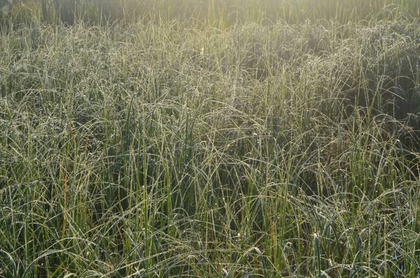 Rugiada Ragnatela Coperta Nel Prato All Inizio Dell Estate Morning — Foto Stock