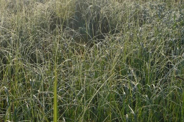 Tau Bedeckte Spinnennetz Auf Der Wiese Frühsommermorgen Tau Tropfen Und — Stockfoto