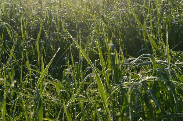 Daggad Spindelväv Äng Tidigt Sommaren Morgon Daggdroppar Och Cobweb Gräset — Stockfoto