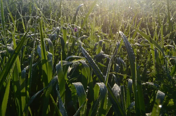 Rugiada Ragnatela Coperta Nel Prato All Inizio Dell Estate Morning — Foto Stock