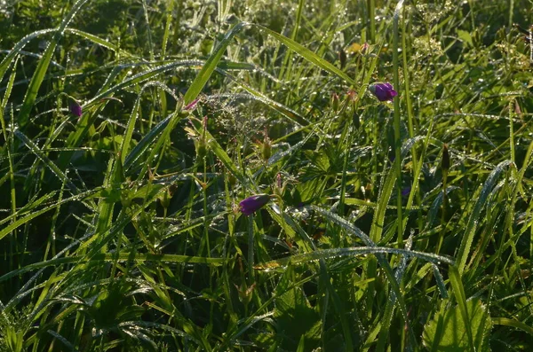 Daggad Spindelväv Äng Tidigt Sommaren Morgon Daggdroppar Och Cobweb Gräset — Stockfoto