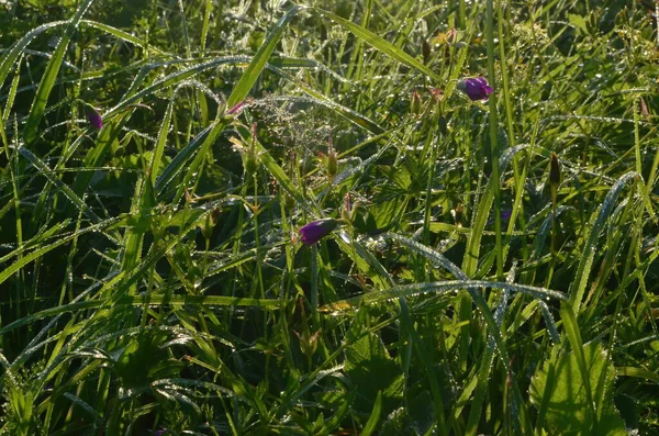 Daggad Spindelväv Äng Tidigt Sommaren Morgon Daggdroppar Och Cobweb Gräset — Stockfoto