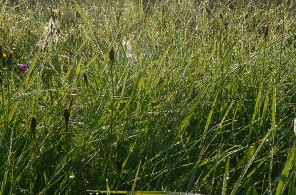 Rosnou Pokrytou Pavučinu Louce Časné Letní Ráno Rosnými Kapkami Pavučinou — Stock fotografie