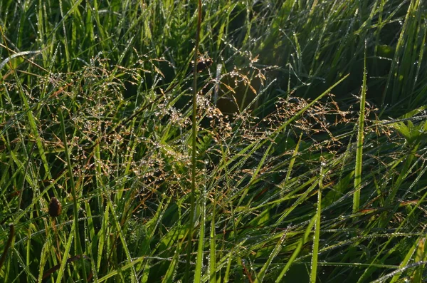 Rugiada Ragnatela Coperta Nel Prato All Inizio Dell Estate Morning — Foto Stock