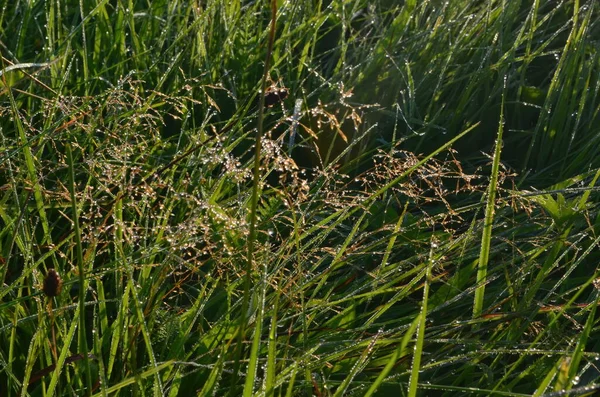 Rosée Couverte Toile Araignée Dans Prairie Tôt Matin Été Gouttes — Photo