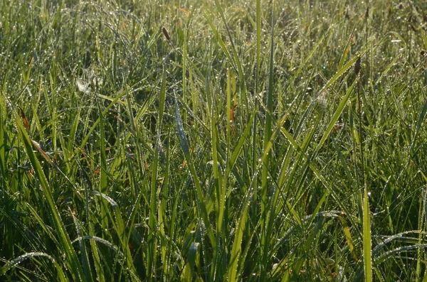 Dew Καλύπτονται Spiderweb Στο Λιβάδι Νωρίς Πρωί Του Καλοκαιριού Dew — Φωτογραφία Αρχείου