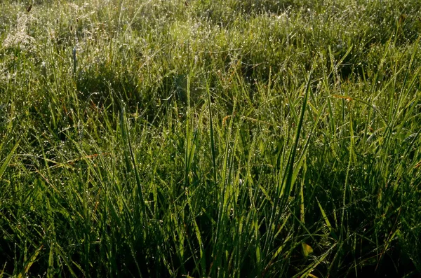 Daggad Spindelväv Äng Tidigt Sommaren Morgon Daggdroppar Och Cobweb Gräset — Stockfoto
