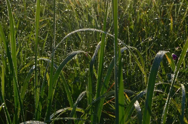 Dew Καλύπτονται Spiderweb Στο Λιβάδι Νωρίς Πρωί Του Καλοκαιριού Dew — Φωτογραφία Αρχείου