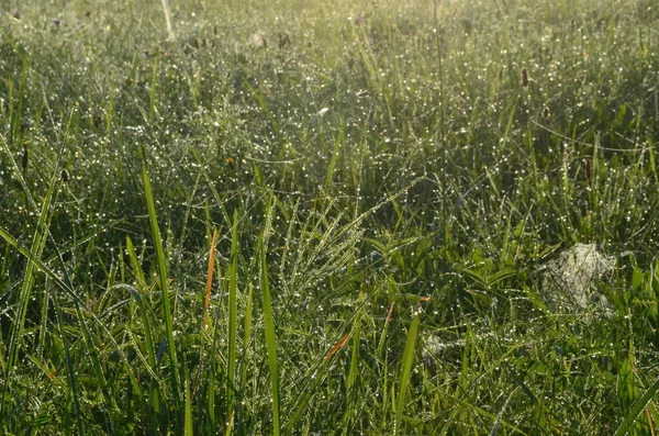 Tau Bedeckte Spinnennetz Auf Der Wiese Frühsommermorgen Tau Tropfen Und — Stockfoto