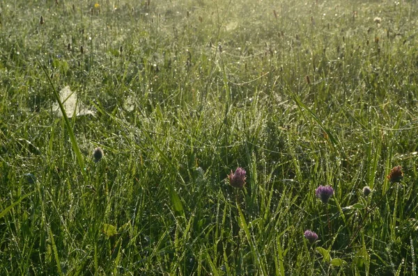 Dew Covered Spiderweb Meadow Early Summer Morning Dew Drops Cobweb — Stock Photo, Image