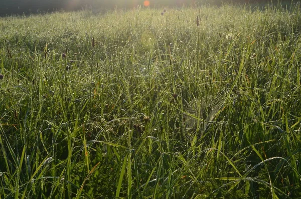 Dew Covered Spiderweb Meadow Early Summer Morning Dew Drops Cobweb — Stock Photo, Image