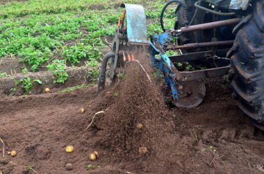 Eski mavi bir traktörle tarladan patates topluyorum. Patates tarlasında çalışan makineler.