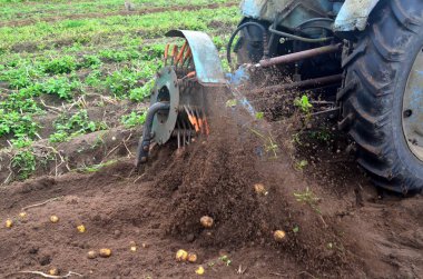 Eski mavi bir traktörle tarladan patates topluyorum. Patates tarlasında çalışan makineler.