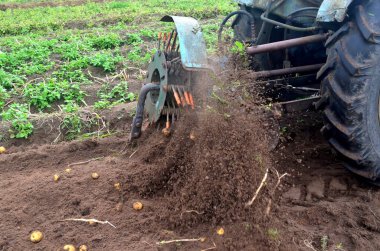 Eski mavi bir traktörle tarladan patates topluyorum. Patates tarlasında çalışan makineler.