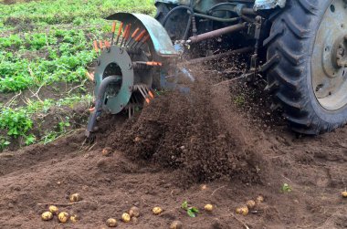 Eski mavi bir traktörle tarladan patates topluyorum. Patates tarlasında çalışan makineler.