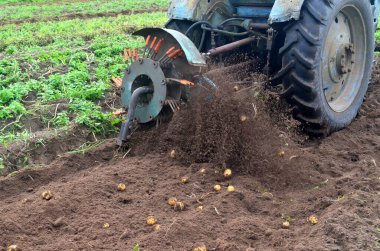 Eski mavi bir traktörle tarladan patates topluyorum. Patates tarlasında çalışan makineler.