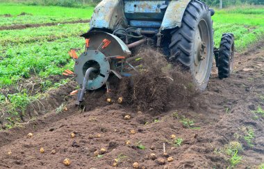 Eski mavi bir traktörle tarladan patates topluyorum. Patates tarlasında çalışan makineler.