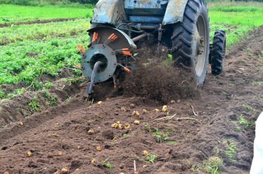 Eski mavi bir traktörle tarladan patates topluyorum. Patates tarlasında çalışan makineler.