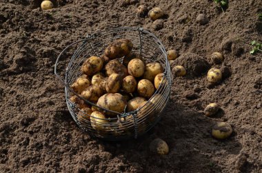 Bir sepet dolusu yeni kazılmış kirli patates, patates hasadı..