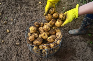 Kadının Elleri hasat edilmiş patatesleri hasır sepete koyar. Patates Hasadı.