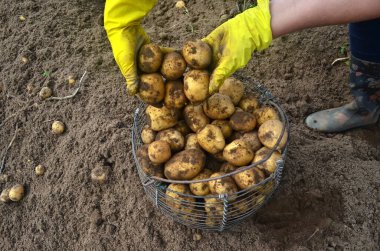 Kadının Elleri hasat edilmiş patatesleri hasır sepete koyar. Patates Hasadı.