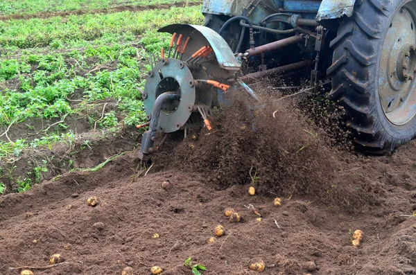 Skördar Potatis Från Fältet Med Gammal Blå Traktor Maskiner För — Stockfoto