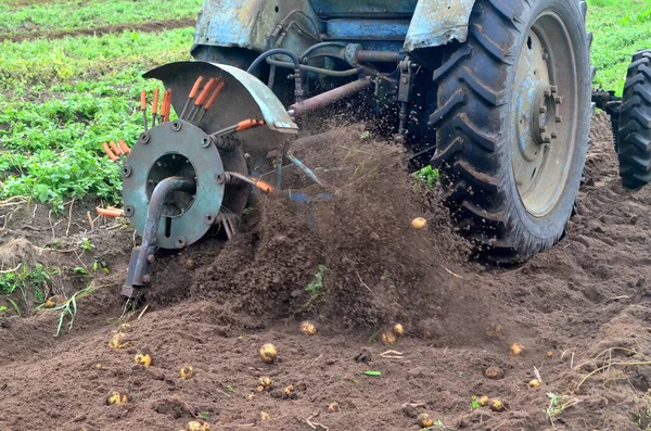 Skördar Potatis Från Fältet Med Gammal Blå Traktor Maskiner För — Stockfoto