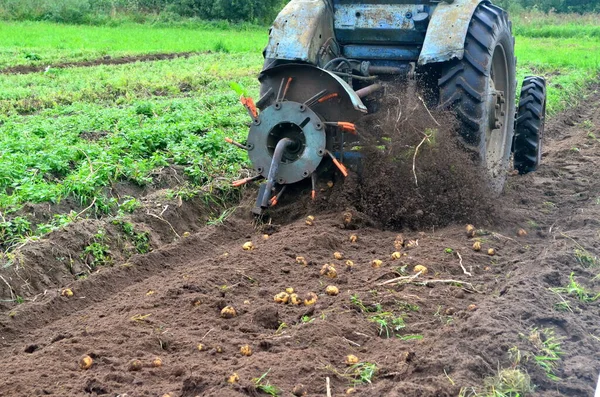 Harvesting potatoes from the field with an old blue tractor. Harvesting machinery working in a potato field