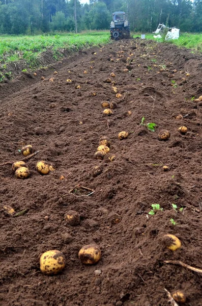 Fresh organic potatoes in the field, harvesting potatoes from soil. Potato Harvesting.