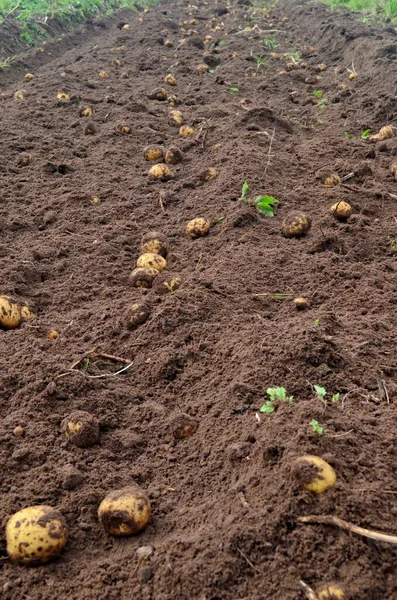 stock image Fresh organic potatoes in the field, harvesting potatoes from soil. Potato Harvesting.