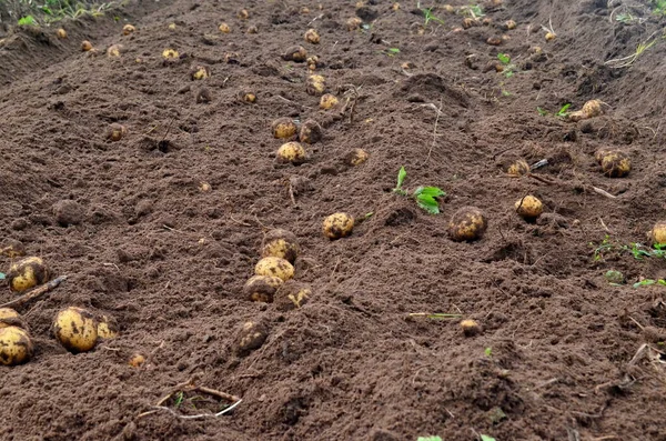 Fresh organic potatoes in the field, harvesting potatoes from soil. Potato Harvesting.