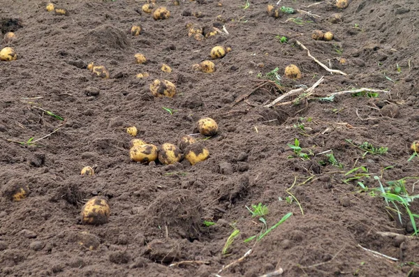 Fresh organic potatoes in the field, harvesting potatoes from soil. Potato Harvesting.