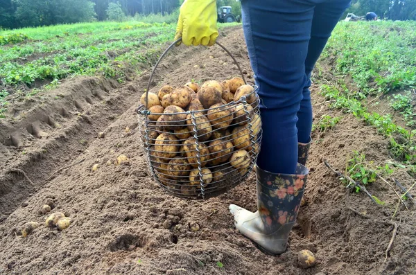 Hasat sepetinde taze patates toplayan kadın eli. Patates Hasadı.