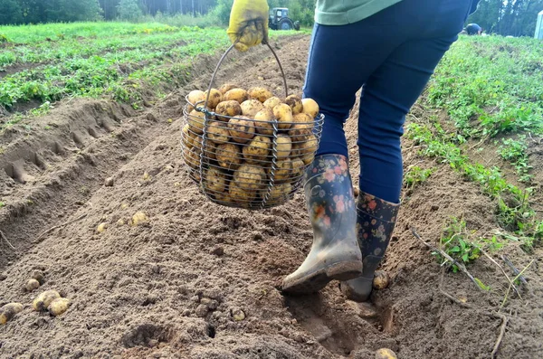 Hasat sepetinde taze patates toplayan kadın eli. Patates Hasadı.