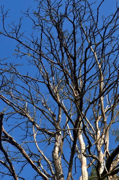 Árbol Muerto Marchito Cielo Azul Durante Verano — Foto de Stock