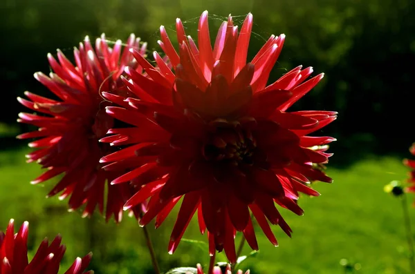 Herbstblumen Wachsen Garten Nahaufnahme Roter Dahlien — Stockfoto