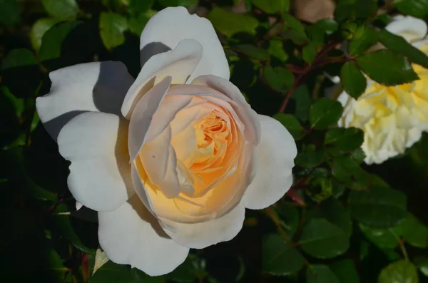 Autumn Flowers Grow Garden White Roses — Stock Photo, Image