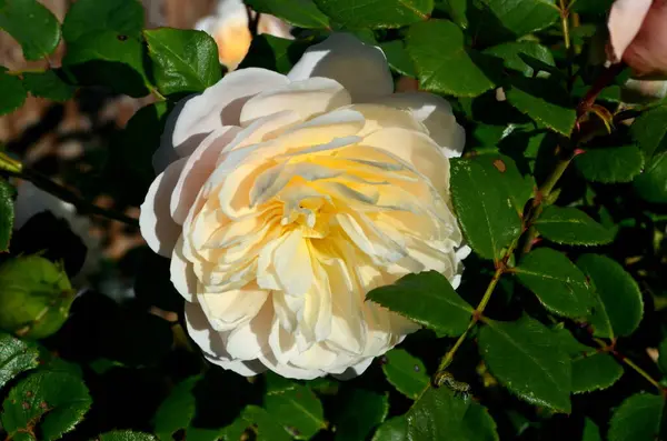 Осенние Цветы Растут Саду Белые Розы — стоковое фото
