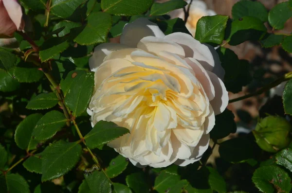 Herfst Bloemen Groeien Tuin Witte Rozen — Stockfoto